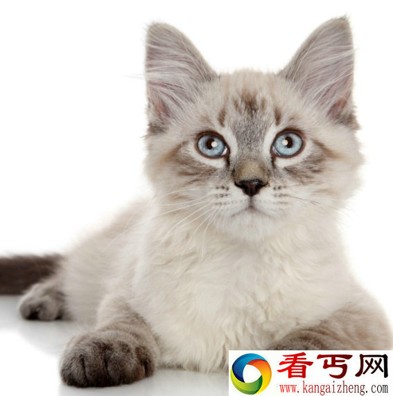 全世界最长寿的猫