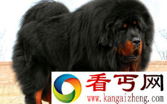 世界上最贵的藏獒