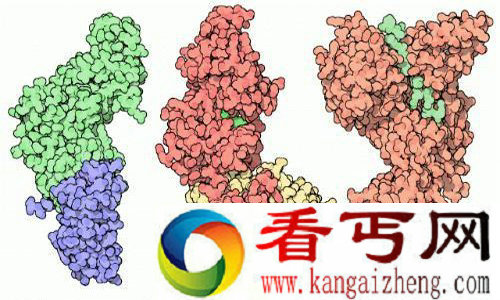 全世界最毒的东西炭疽毒素