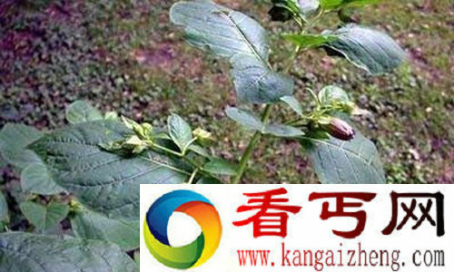全世界最毒的植物颠茄