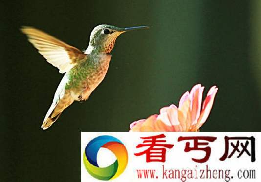 吸蜜蜂鸟