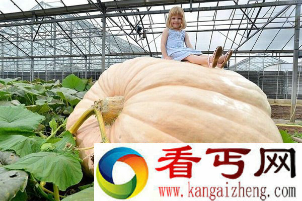 贝尼迈耶的女儿和他的南瓜