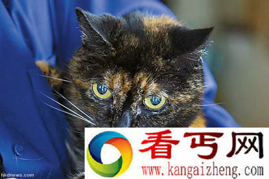 球最老的猫“蒂法尼二世”逝世，终年27岁。