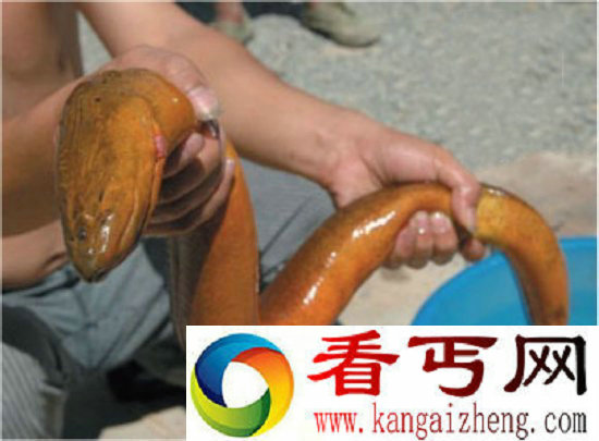 世界上最大的黄鳝 湖州长兴惊现36斤黄鳝