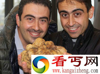 意大利发现1.4公斤重巨型松露或为全球最大（图）