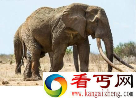 世界最巨型大象惨死 面部连牙带鼻被割掉(图)