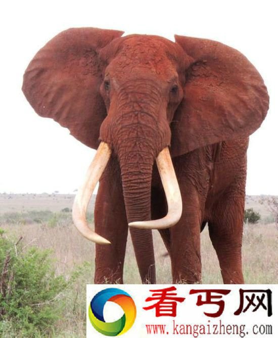 世界最巨型大象惨死 面部连牙带鼻被割掉(图)