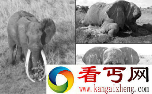 世界最巨型大象惨死原因因超长象牙招杀身之祸