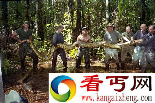 绿水蟒