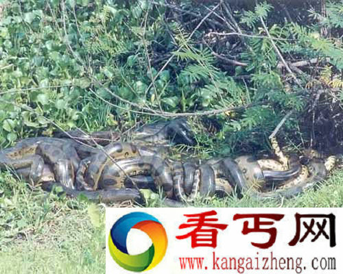 亚马逊森蚺是当今世界上最大的蛇