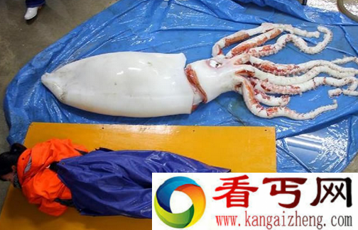 大王鱿鱼