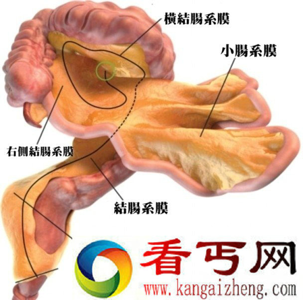 人体还有新器官未被发现 这研究结果靠谱不