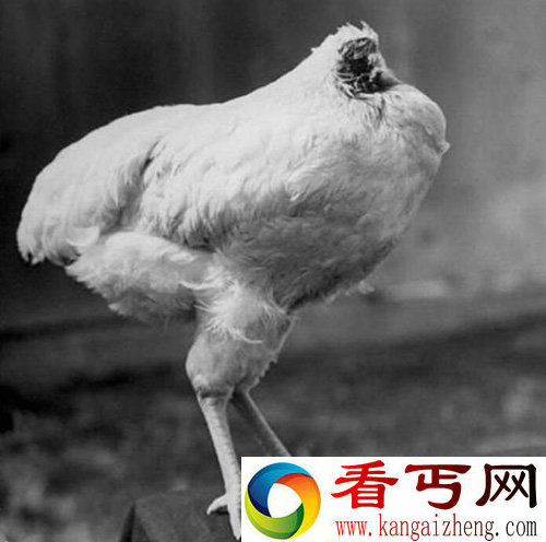 这只鸡被斩头后 竟然还活了18个月