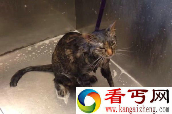 会说话的猫咪 每次洗澡都说“不要”