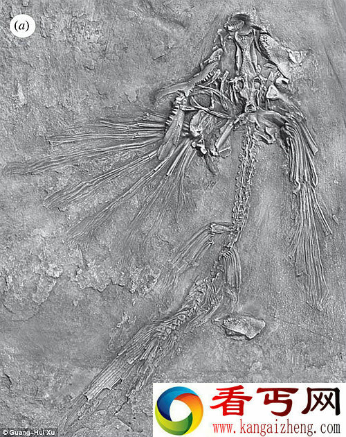 世界上最古老的飞鱼化石 可以追溯至2.35亿年到2.42亿年前