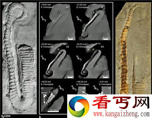 1.28亿年前未知生物全身布满穗状突起 被认为是鱿鱼和章鱼的祖先