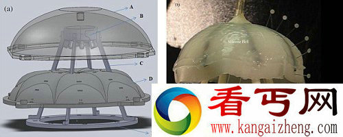 Robojelly水母机器人 未来的水下侦察兵以氢作为燃料