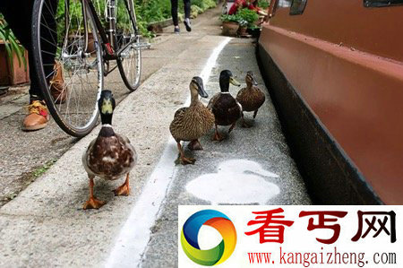 鸭子专属的“鸭行道” 呼吁人们爱护动物