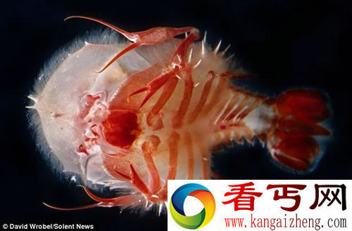 奇特的海洋生物 生活在几乎完全黑暗的世界