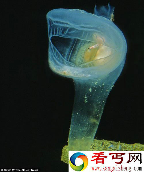 奇特的海洋生物 生活在几乎完全黑暗的世界