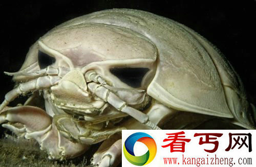 奇特的海洋生物 生活在几乎完全黑暗的世界