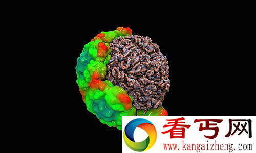 观摩下“感冒病毒”的3D结构