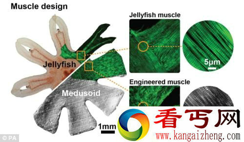 “人造水母”直接模拟生物 与自然界中水母的运动方式非常相似