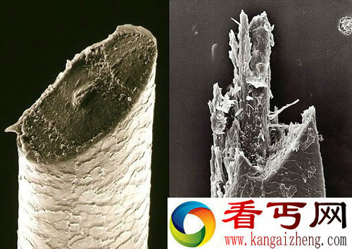 显微镜下生活事物的微世界 让我们近距离感受奇特