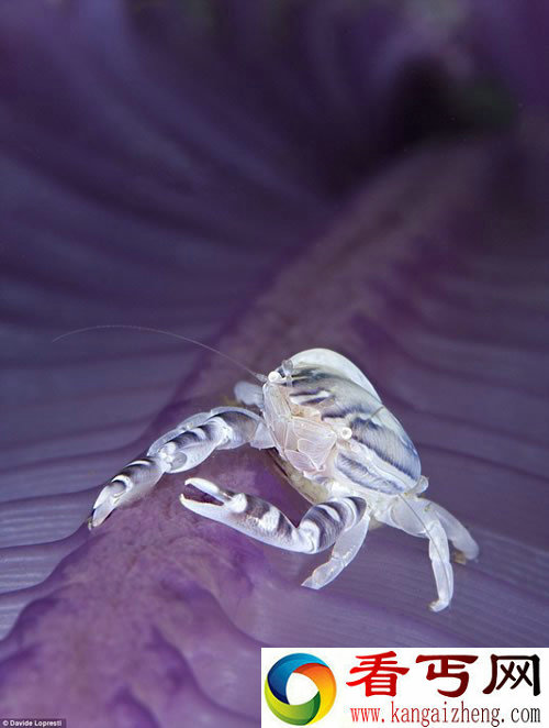 水下摄影大赛 展现神秘的海底世界