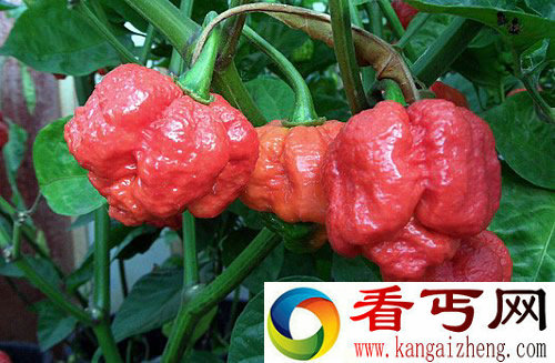 “the Tridad Moruga Scorpion” 号称世界上最辣的辣椒