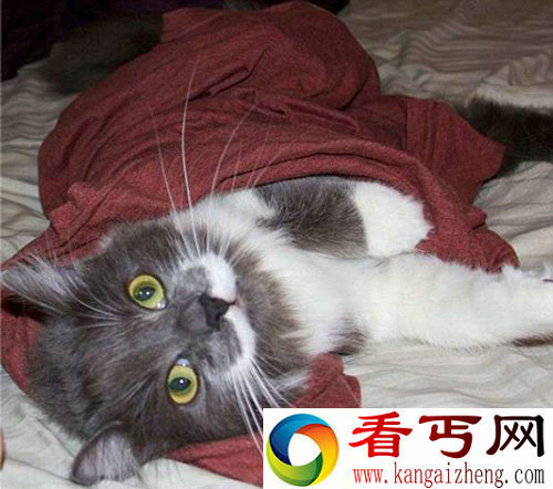 曾被遗弃猫咪 摇身变成网络红星