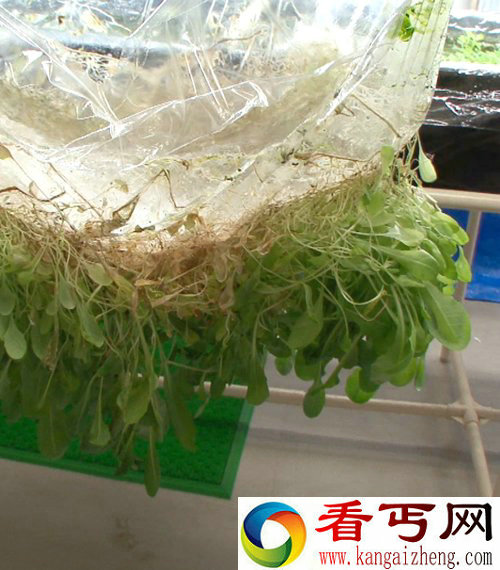 全新植物栽培 植物生长薄膜表面