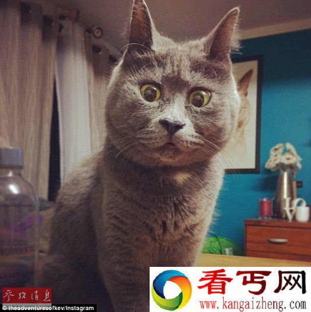 惊讶猫走红网络 呆萌可爱的俄罗斯蓝猫竟患有脑积水