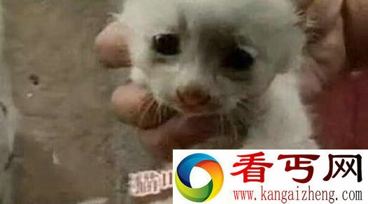 狗和猫当众那个啥 英国小猫生猫狗混合体