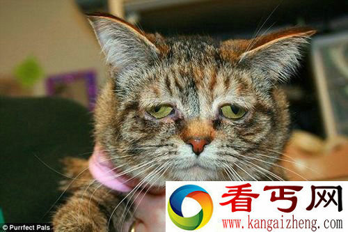 世界上最悲伤的猫图克 脸上总挂着悲伤表情