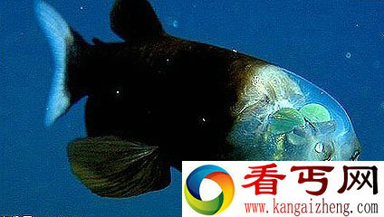 科学家发现头部透明的深海怪鱼