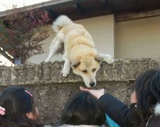 [图文]日本一只小狗雷太郎每天在墙上守候学生上下课