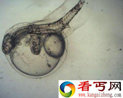 [图文]澳大利亚养鱼池内惊现双头鱼苗 受化学污染物影响