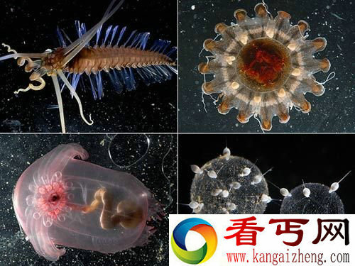 [多图]盘点西里伯斯海的那些奇特生物