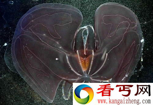 [多图]盘点西里伯斯海的那些奇特生物