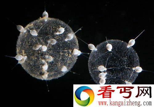 [多图]盘点西里伯斯海的那些奇特生物