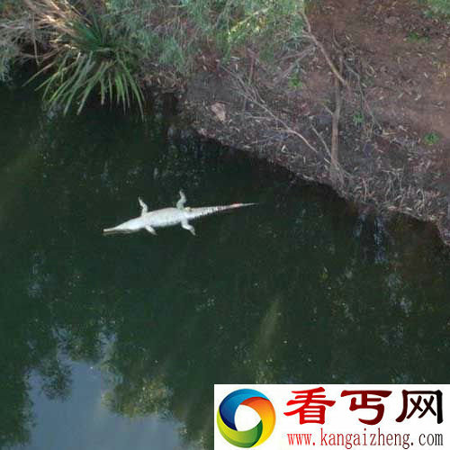 [图文]鳄鱼吞食甘蔗蟾蜍致大量死亡 演变成一场生态灾难