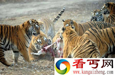 [图文]东北虎争食羊肉场景 凸显野性凶猛