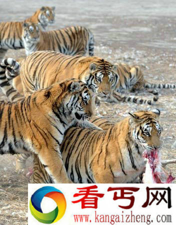 [图文]东北虎争食羊肉场景 凸显野性凶猛