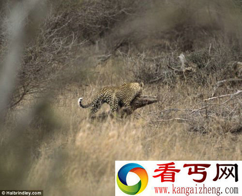 [图文]美国摄影师拍到猎豹攻击鳄鱼