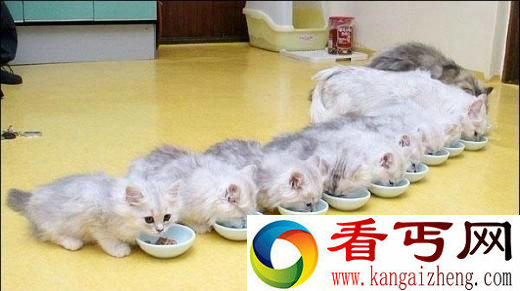 [多图]可爱猫咪们的集体生活