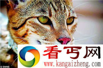 [图文]世界天价猫咪售1.2万英镑 堪称世上最贵的猫