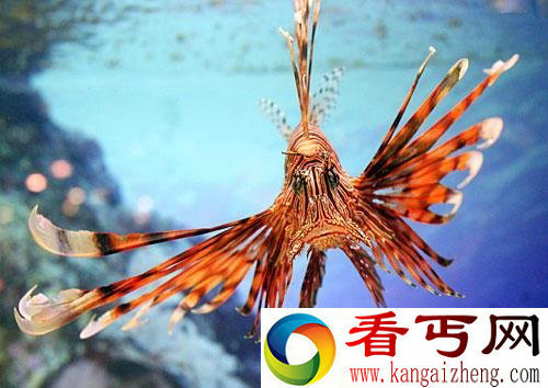 [图文]海洋杀手黄金周齐聚上海海洋水族馆