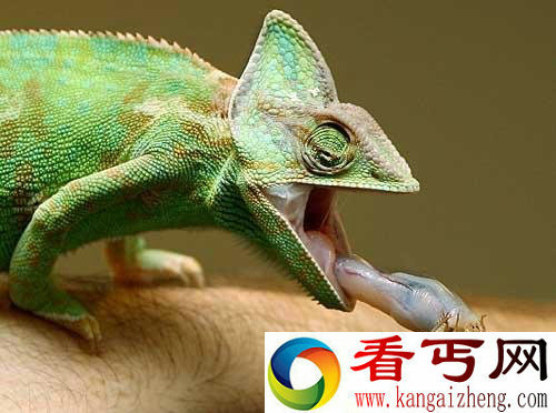 [图文]实拍变色龙用长舌捕捉蟋蟀 只需1/25秒