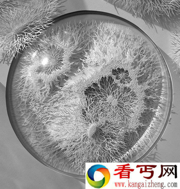 [图文]强大的手工切纸细胞 微生物 病原体 神经元